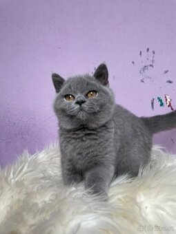 Britská modrá krátkosrstá s pp