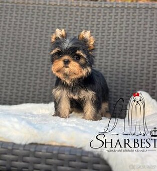 Jorkšírsky teriér s PP FCI, fenečky