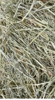 Koupím balíky sena pro kone