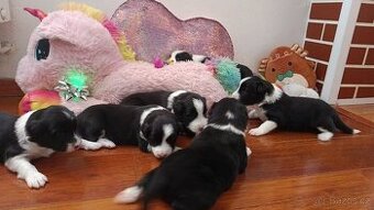 Štěňata Border kolie