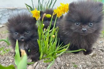 Pomeranian Pomerian Pomik s PP