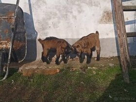 Holandská zakrslá koza-kozlici
