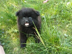 nádherný černý Pomeranian s PP