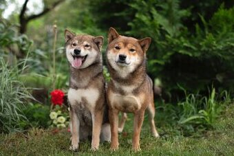 Shiba s FCI PP