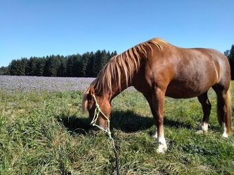 Welsh cob part-bred - 1