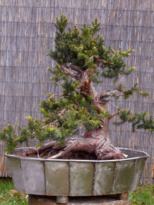 Bonsaj - Tis červený, Taxus baccata