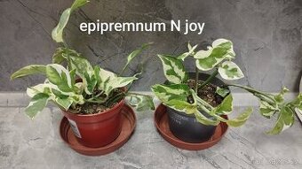 Potos N joy a Aureum