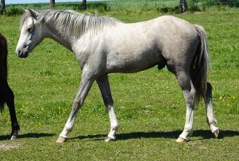 Prodám hřebečka Welsh pony, sekce B, s PP.