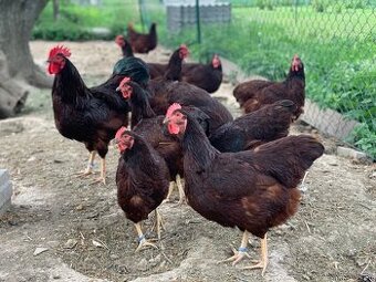 Rodajlendka červená 🥚🐣 (násadová vejce i kuřátka)