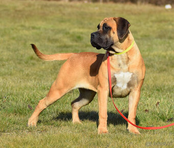 boerboel ballotada -chovná fena 1 rok - 1
