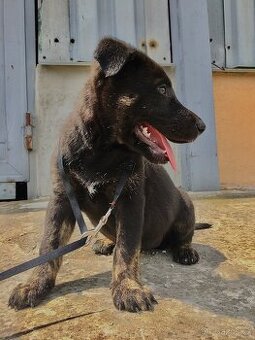 🐕Německý Ovčák - fenka 🐕
