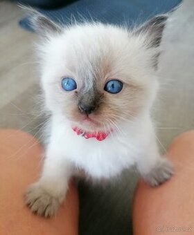 Ragdoll koťátka