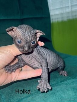 Kanadský sphynx
