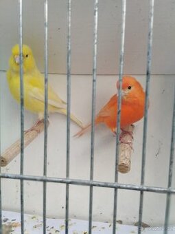 Prodám kanáry, andulky, žebříčky, stříbrozobky