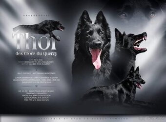 Belgický ovčák groenendael