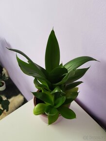 Krásné domácí květiny