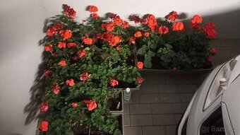 Nabízím muškáty k zazimování zdarma