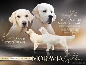 Golden retriever -Zlatý retrívr