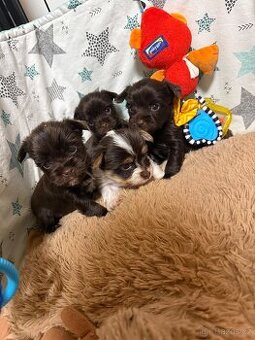 Jorkšírsky teriér s PP Fenka a Pejsek