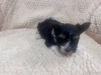 Jorksirsky terier biwier