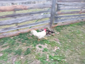 prodám 11 mesicu starého kohouta