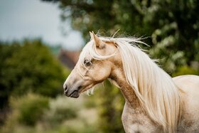 Prodej WPBR pony - 1