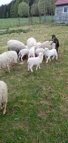 Ovce Scude a Quesant