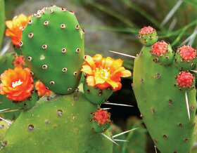 Kaktus opuncie Opuntia sp.
