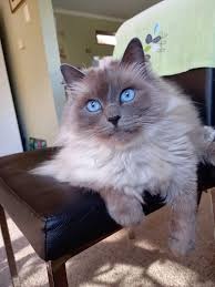 Ragdoll Blue bez PP