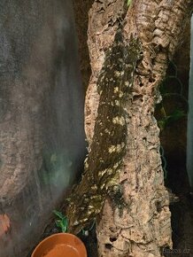 1.1 Pagekon obří Rhacodactylus leachianus - 1
