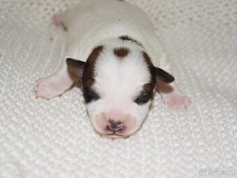 Jack Russell teriér s PP