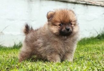 Pomeranian