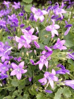 Campanula, zvonek dalmatský