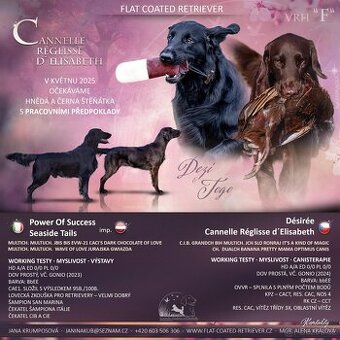 Prodám poslední 3 volné chlapečky Flat coated retrievr