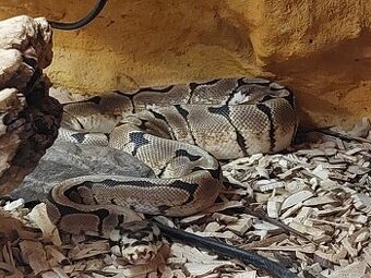 Krajta královská - Mojave spider - samec -