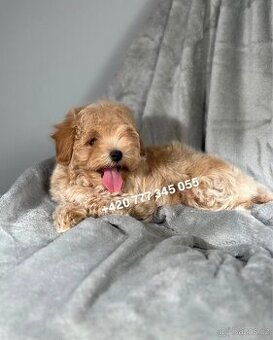 Maltipoo F1 Caramel, 3 měsíce