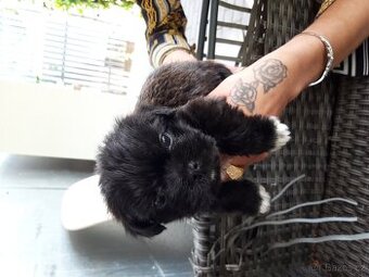 Çivava x mops