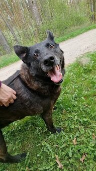 CONNIE K ADOPCI - nejvěrnější parťačka, mazel na N-tou