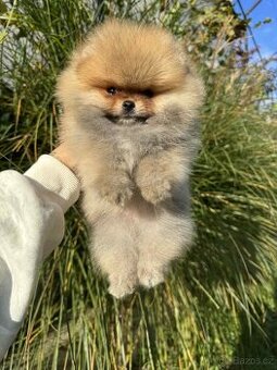 🐾 Pomeranian štěňátka hledají nový domov