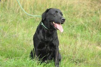 Labradorský retrívr s PP