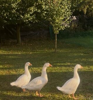 Svatomartinská husa