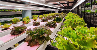 AQAPONICKA FARMA Pronajem - 1