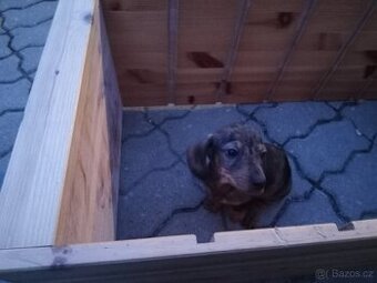 Prodám pejska trpasličího králičího jezevčíka Merle