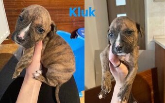 Prodej štěňátek Staforda