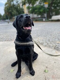 Černý labradorský retrívr