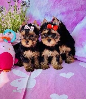 Jorkširsky teriér yorkširsky teriér