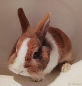 Zakrslý králíček bez PP sameček Gimmy