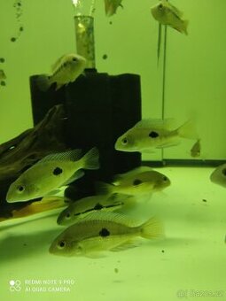 Kančik Nikaragujský