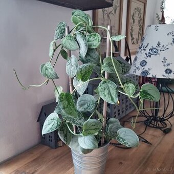 Scindapsus Pictus - Šplhavnice zlatá