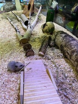 Křeček Syrský nar. 15.2.2026.